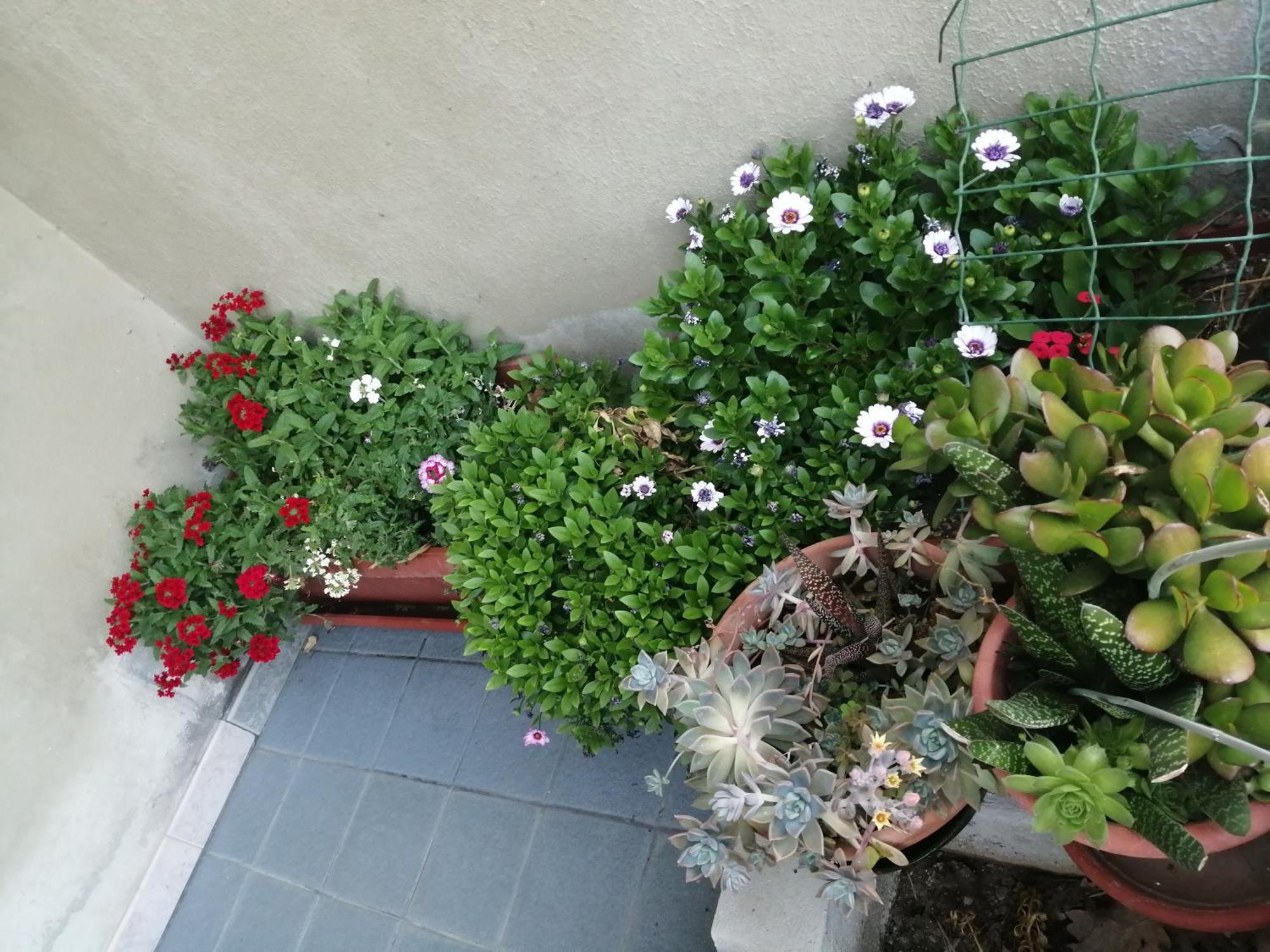 L Agrifoglio Di Rita Loddo Daire Fonni Dış mekan fotoğraf